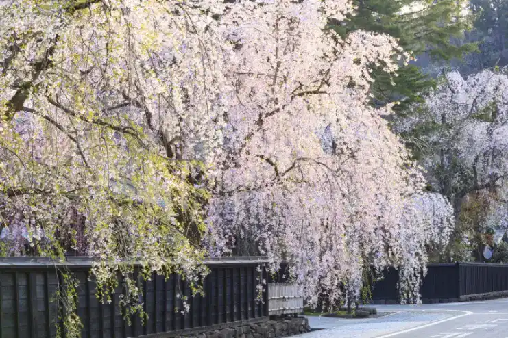 桜