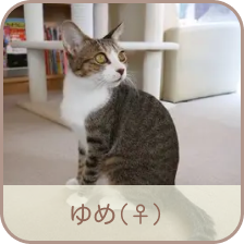 ゆめ紹介